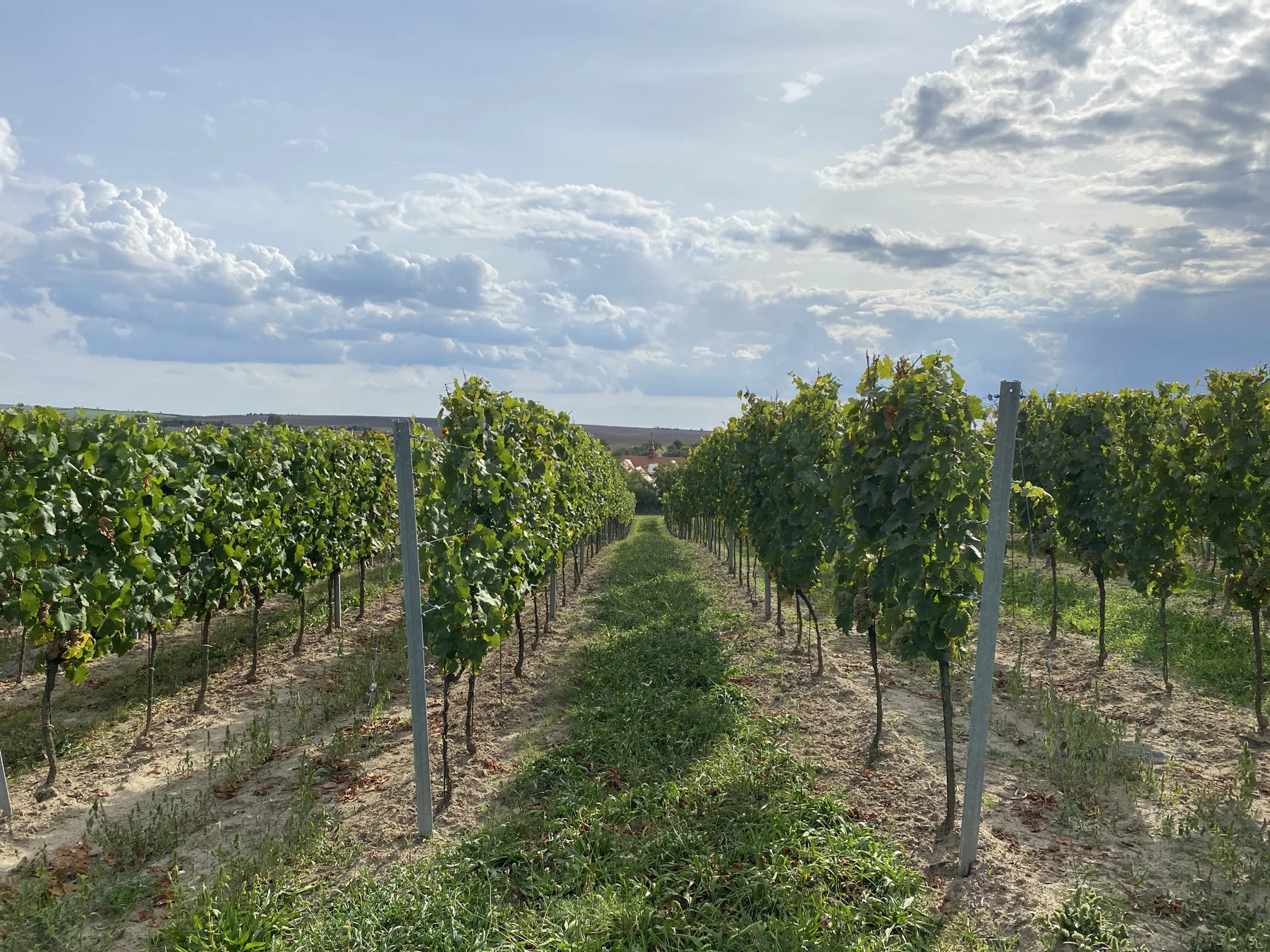 Vineyard — photo supplied by La Republica